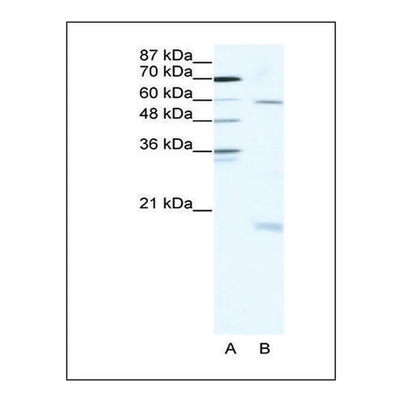 Merck Anti-SOX9 antibody produced in rabbit