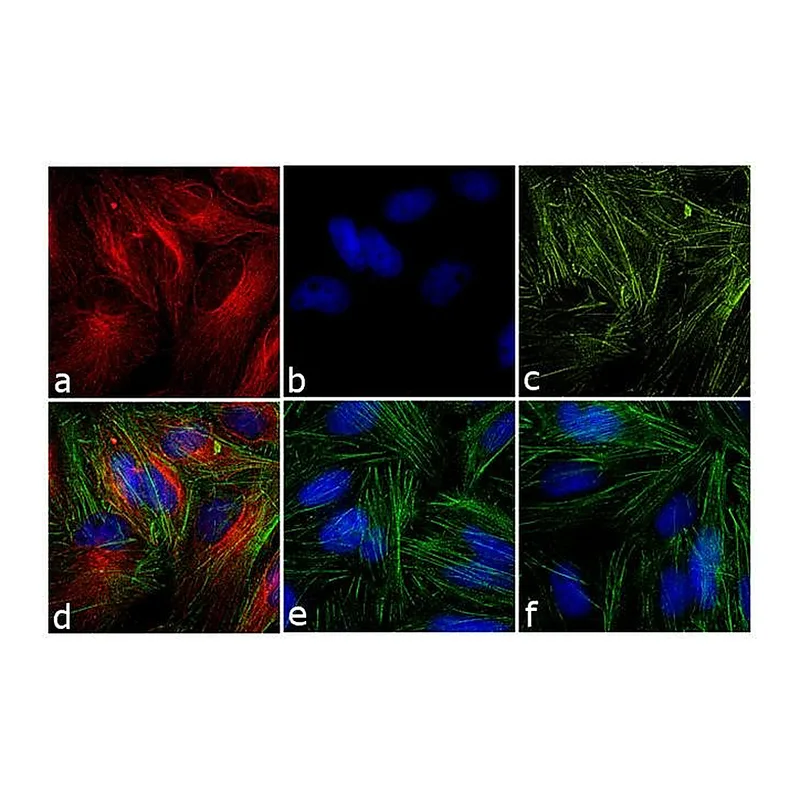 Thermo Fisher Scientific Goat anti-Mouse IgG (H+L) Secondary Antibody, TRITC