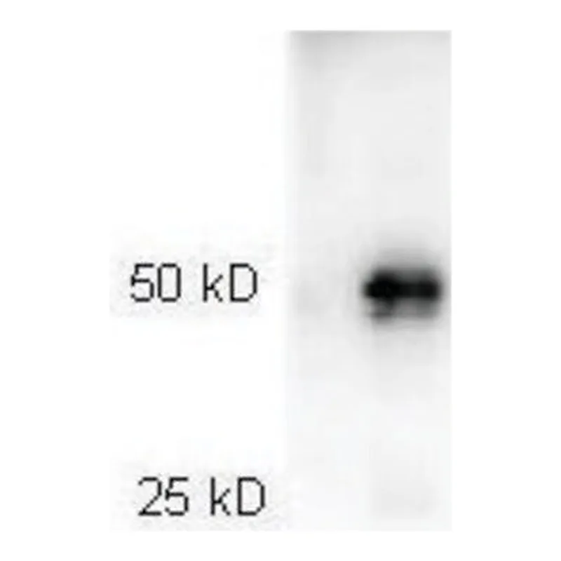 Merck Anti-Rabbit IgG (H+L), highly cross adsorbed-Peroxidase antibody produced in goat