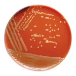 Himedia GC Agar Base