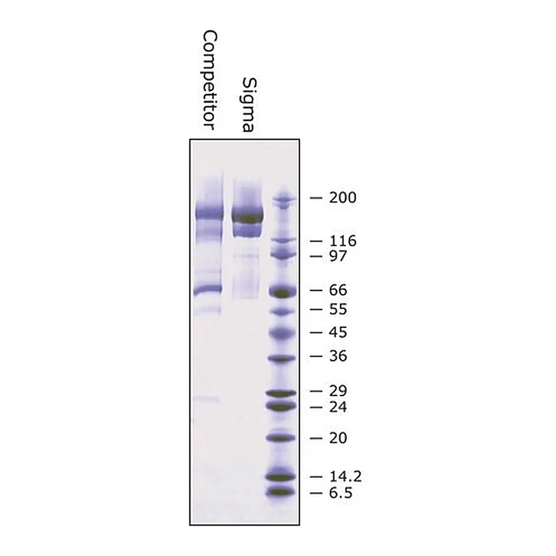 Merck alpha2-Macroglobulin from human plasma
