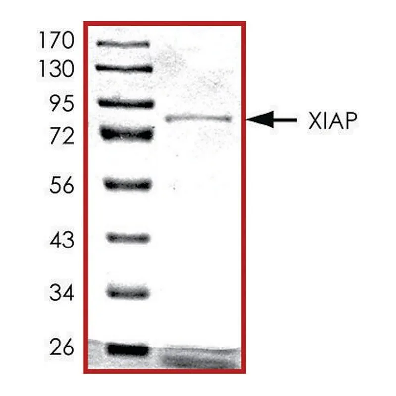 Merck XIAP, GST tagged human