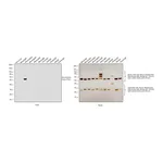 Thermo Fisher Scientific Goat anti-Mouse IgG2a Secondary Antibody, Biotin
