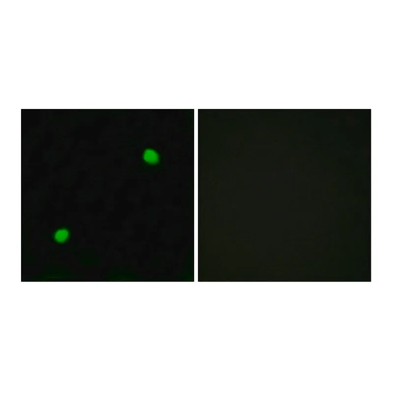 Merck Anti-Histone H2AXÂ antibody produced in rabbit