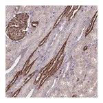 Merck Anti-PAQR7 antibody produced in rabbit