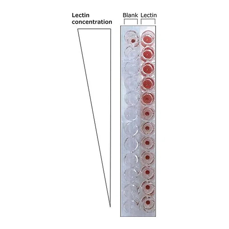 Merck Lectin from Triticum vulgaris (wheat)