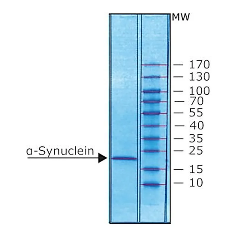Merck ALPHA-SYNUCLEIN
