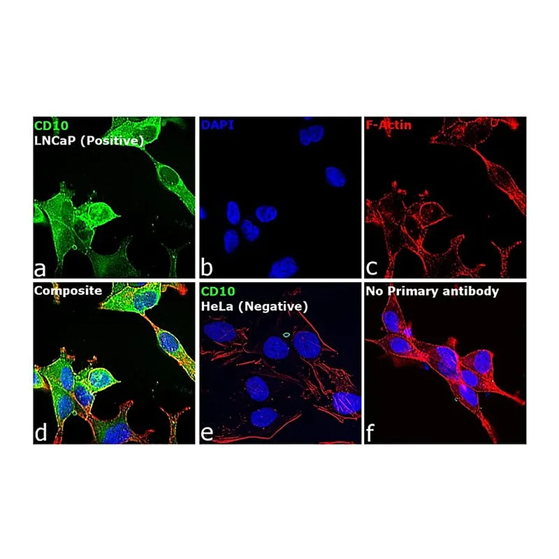 Thermo Fisher Scientific F(ab`)2-Rabbit anti-Goat IgG (H+L) Cross-Adsorbed Secondary Antibody, FITC