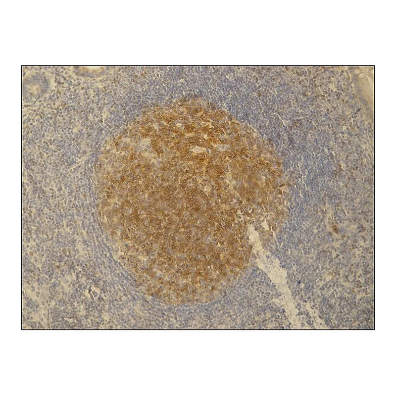 Merck Monoclonal Anti-PAG / Cbp antibody produced in mouse