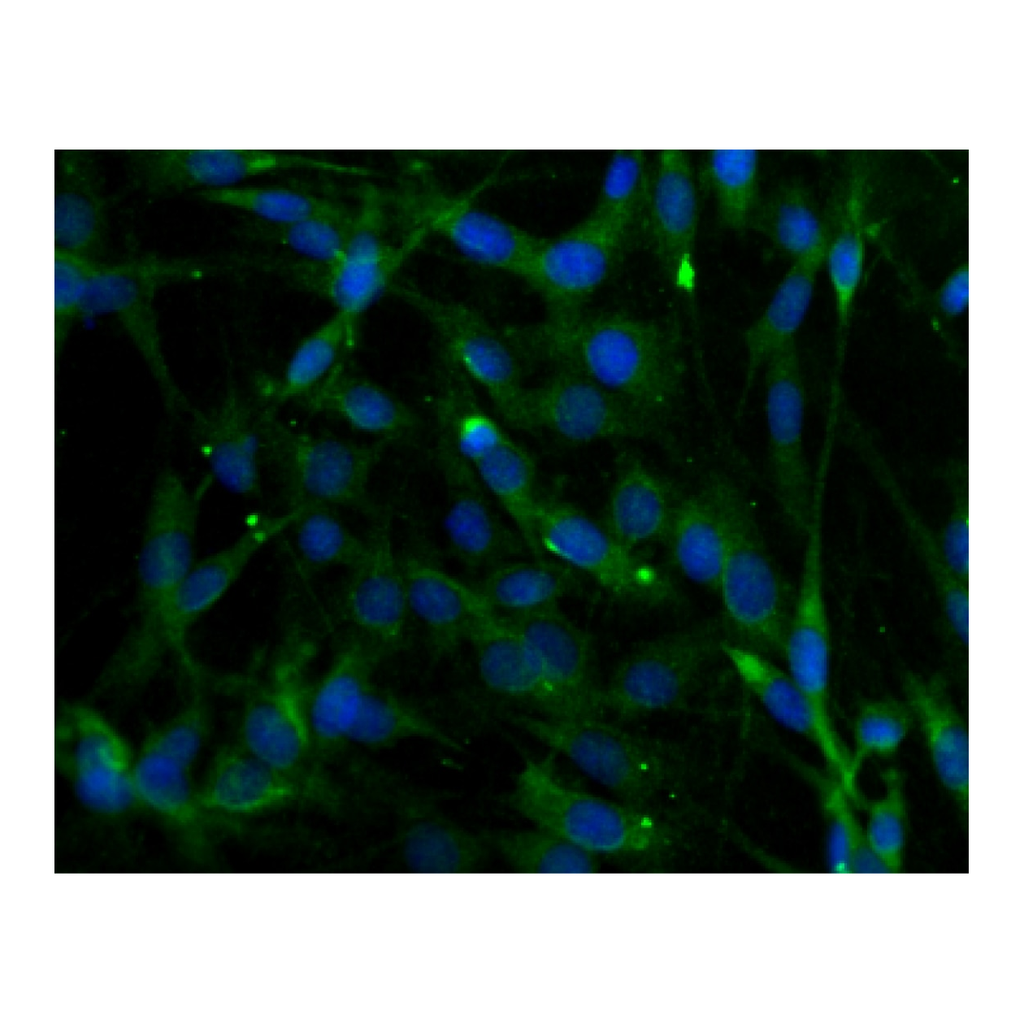 BD Purified Mouse Anti-Phospholipase Cβ4