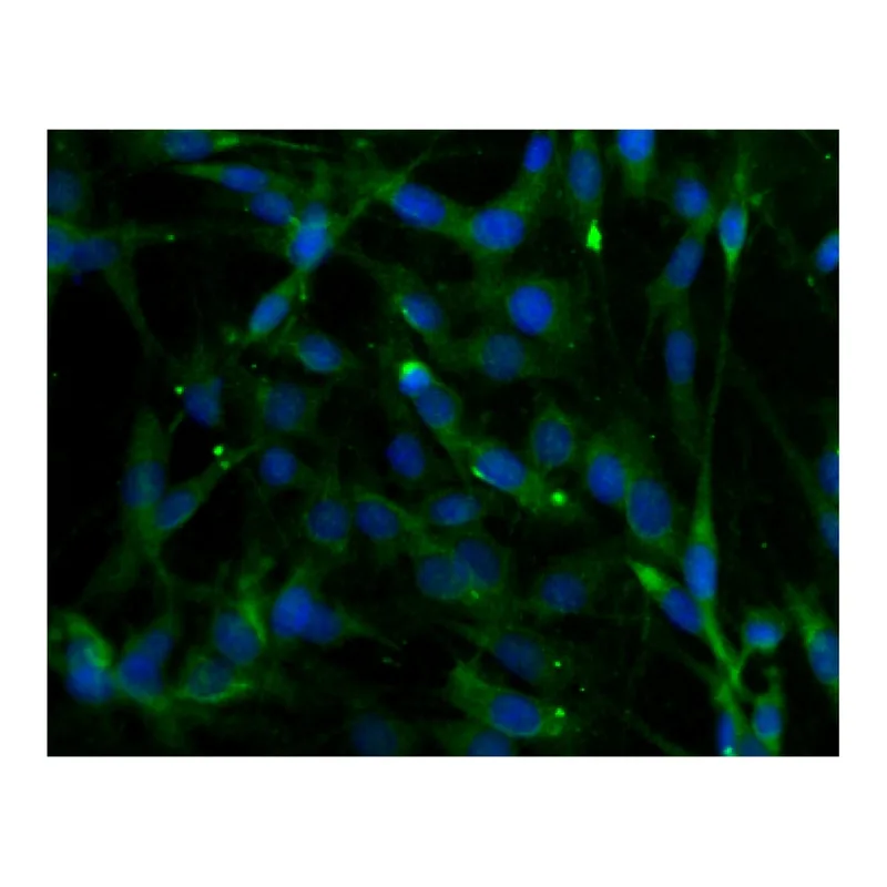 BD Purified Mouse Anti-Phospholipase Cβ4