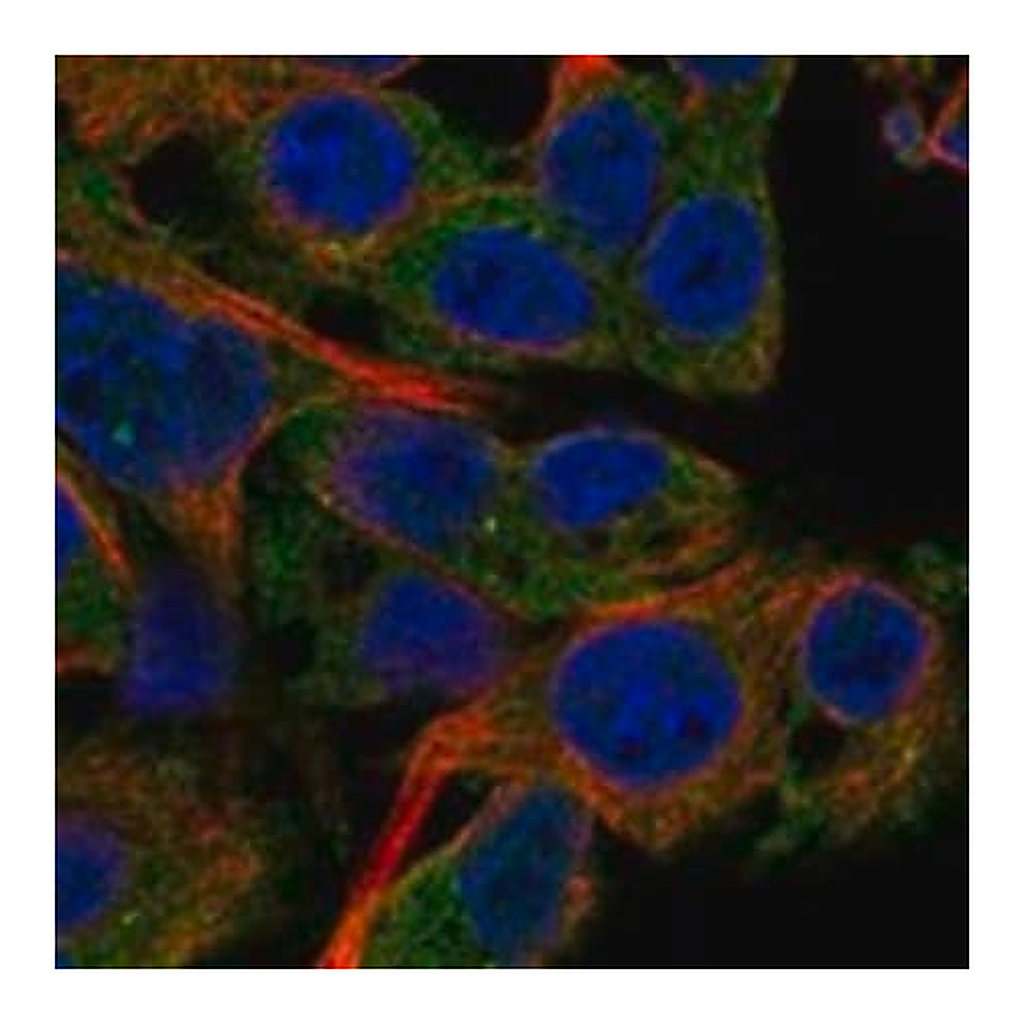 Merck Anti-PDE4C antibody produced in rabbit