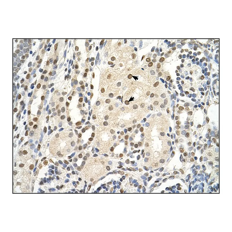 Merck Anti-PUF60 (AB2) antibody produced in rabbit