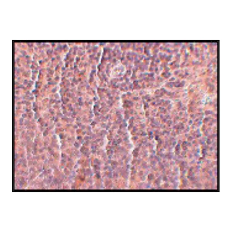 Merck Monoclonal Anti-ORAI3 antibody produced in mouse