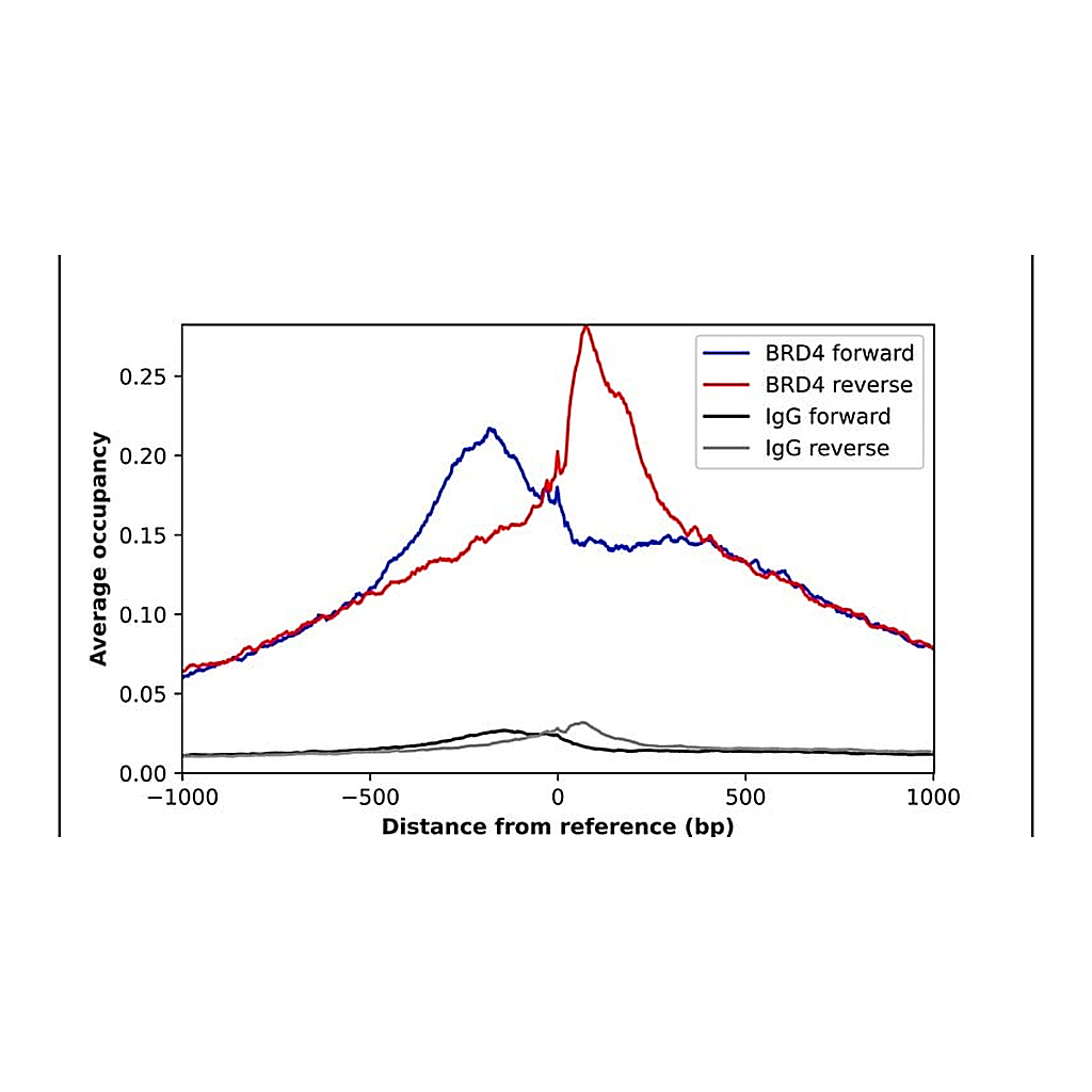 Merck Anti-BRD4 antibody produced in rabbit