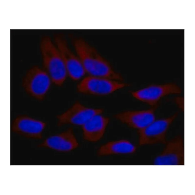 Merck Anti-SND1 antibody, Mouse monoclonal