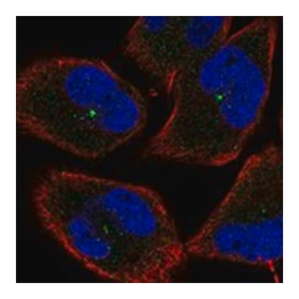 Merck Anti-EEF1AKMT3 antibody produced in rabbit