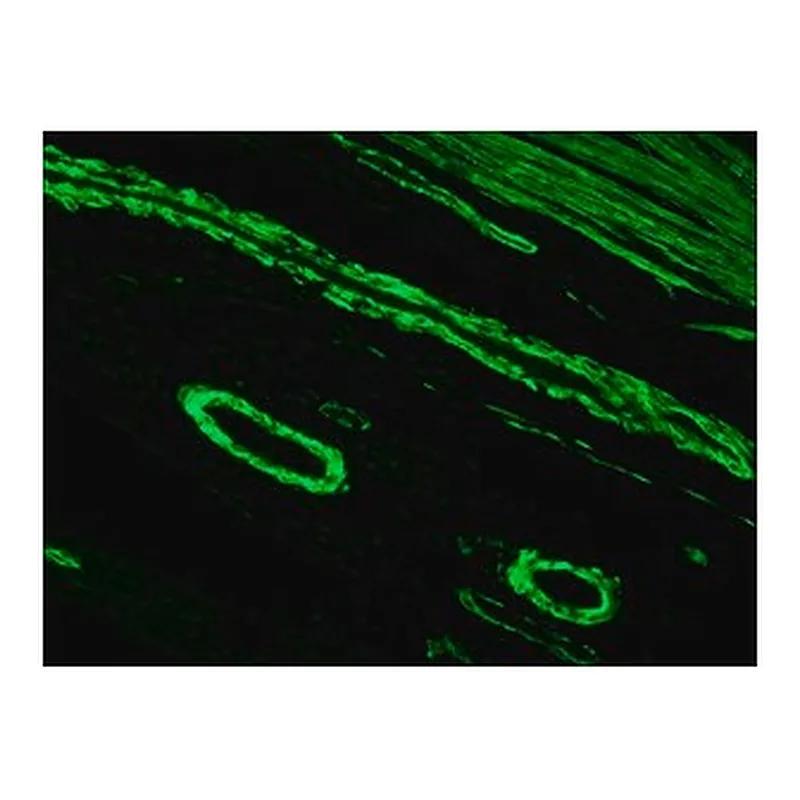 Merck ANTI-MOUSE IGG (FAB SPECIFIC) FITC &