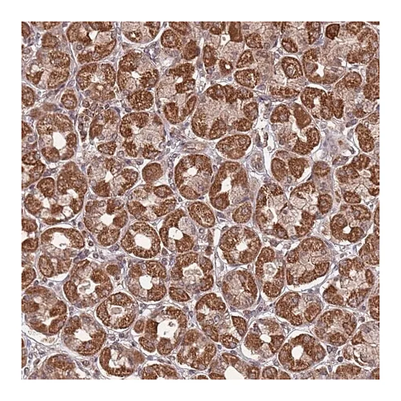 Merck Anti-PRR7 antibody produced in rabbit