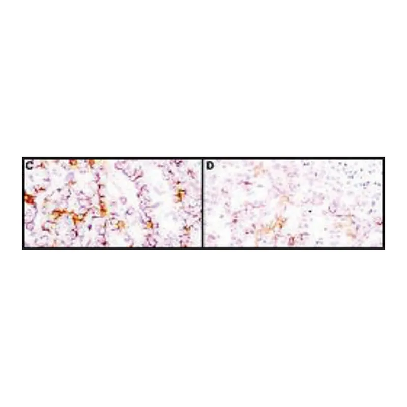 Merck Monoclonal Anti-Mesothelin antibody produced in mouse