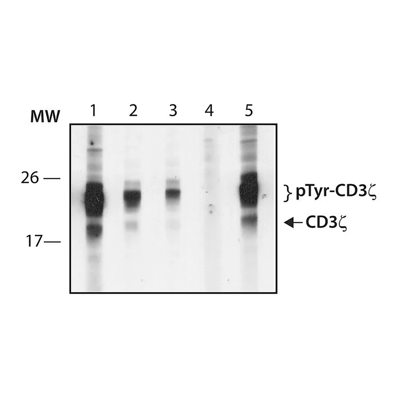 Merck Anti-phospho-CD3zeta (pTyr72) antibody produced in rabbit