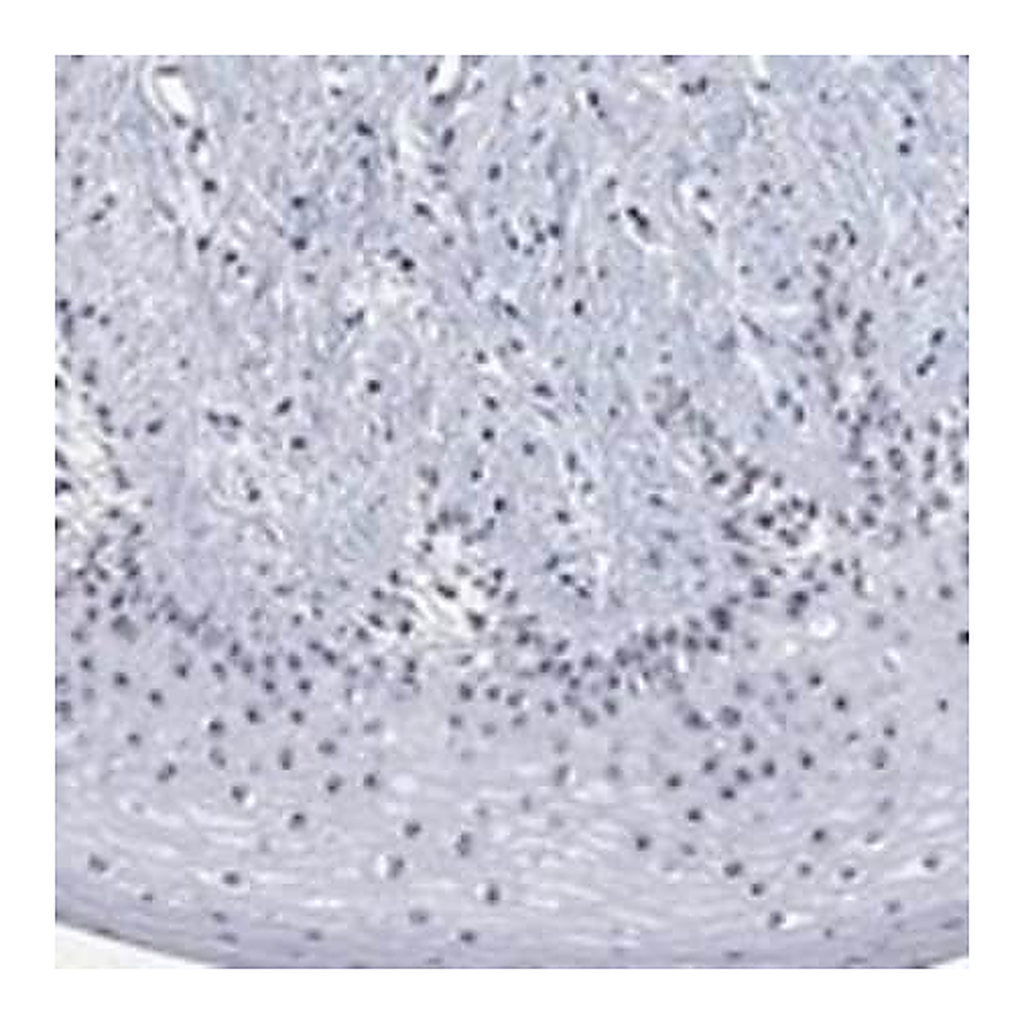 Merck Anti-ZNF446 antibody produced in rabbit