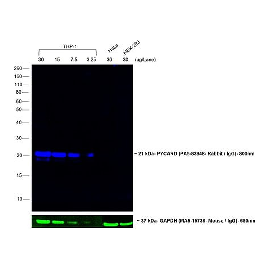 Thermo Fisher Scientific Goat anti-Rabbit IgG Fc Secondary Antibody