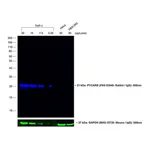 Thermo Fisher Scientific Goat anti-Rabbit IgG Fc Secondary Antibody