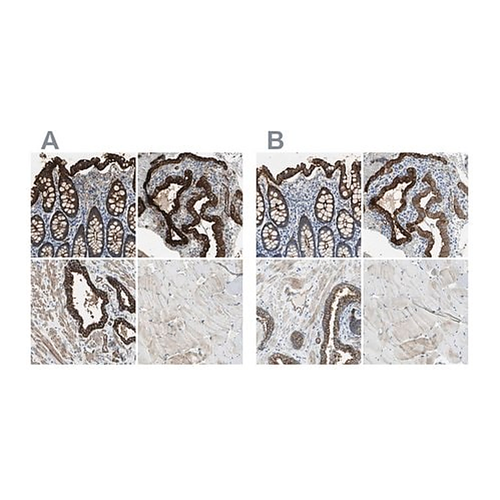 Merck Anti-FLNB antibody produced in rabbit