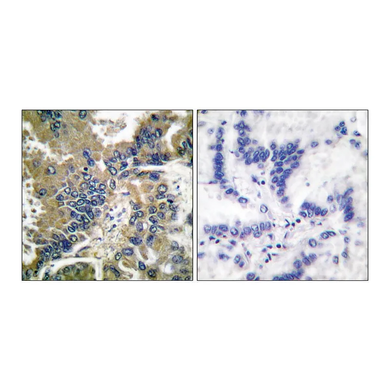 Merck Anti-CASP-1 (Cleaved-Asp210) antibody produced in rabbit