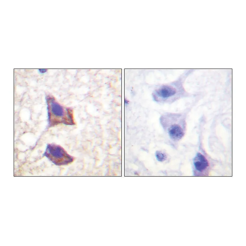 Merck Anti-CD130 antibody produced in rabbit
