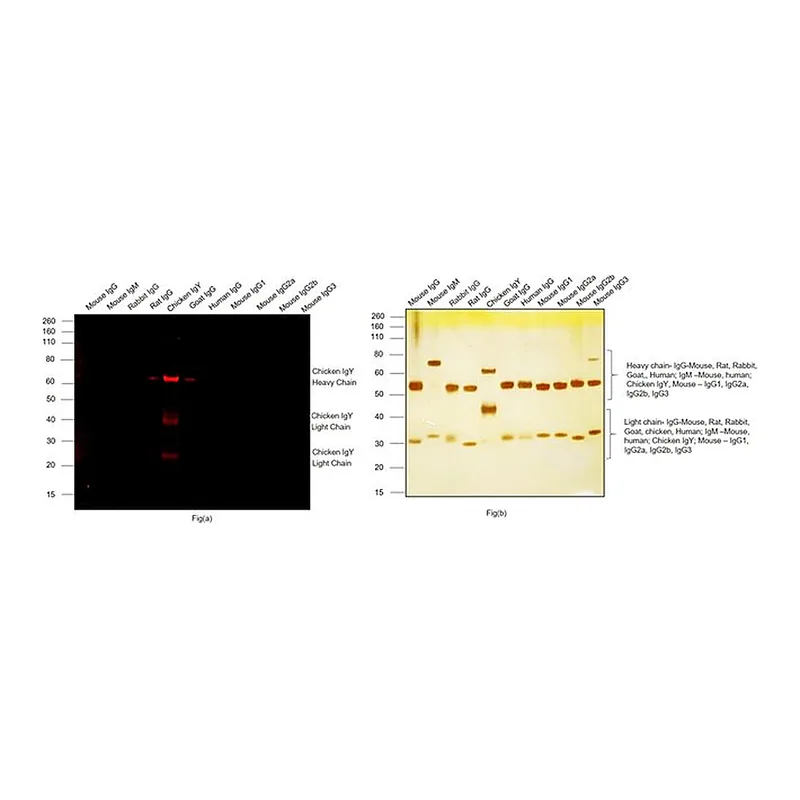 Thermo Fisher Scientific Goat anti-Chicken IgY (H+L) Cross-Adsorbed Secondary Antibody, Alexa Fluor Plus 555