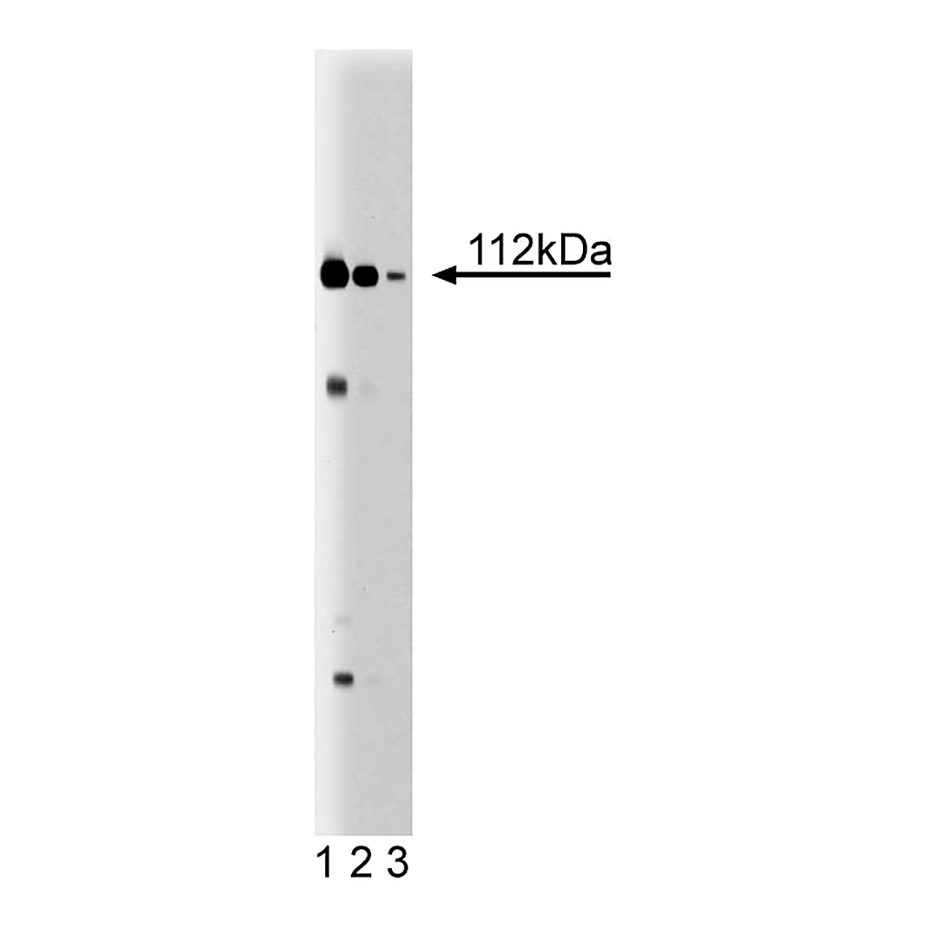 BD Purified Mouse Anti-Human Exportin-1