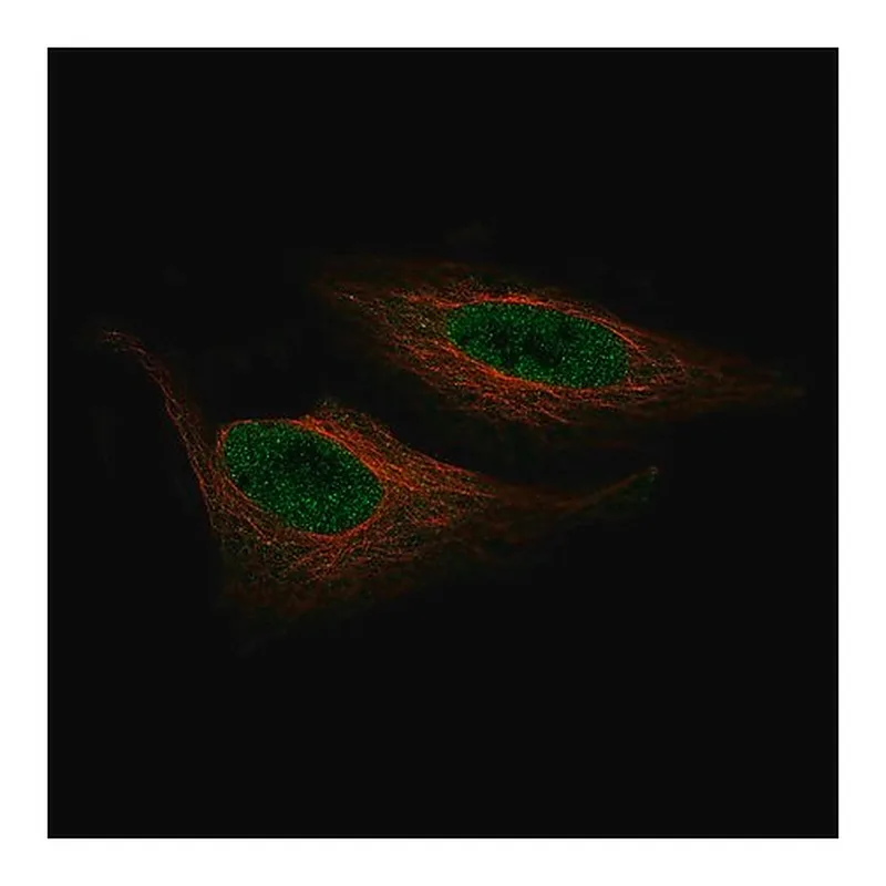 Merck Monoclonal Anti-ZNF10 antibody produced in mouse