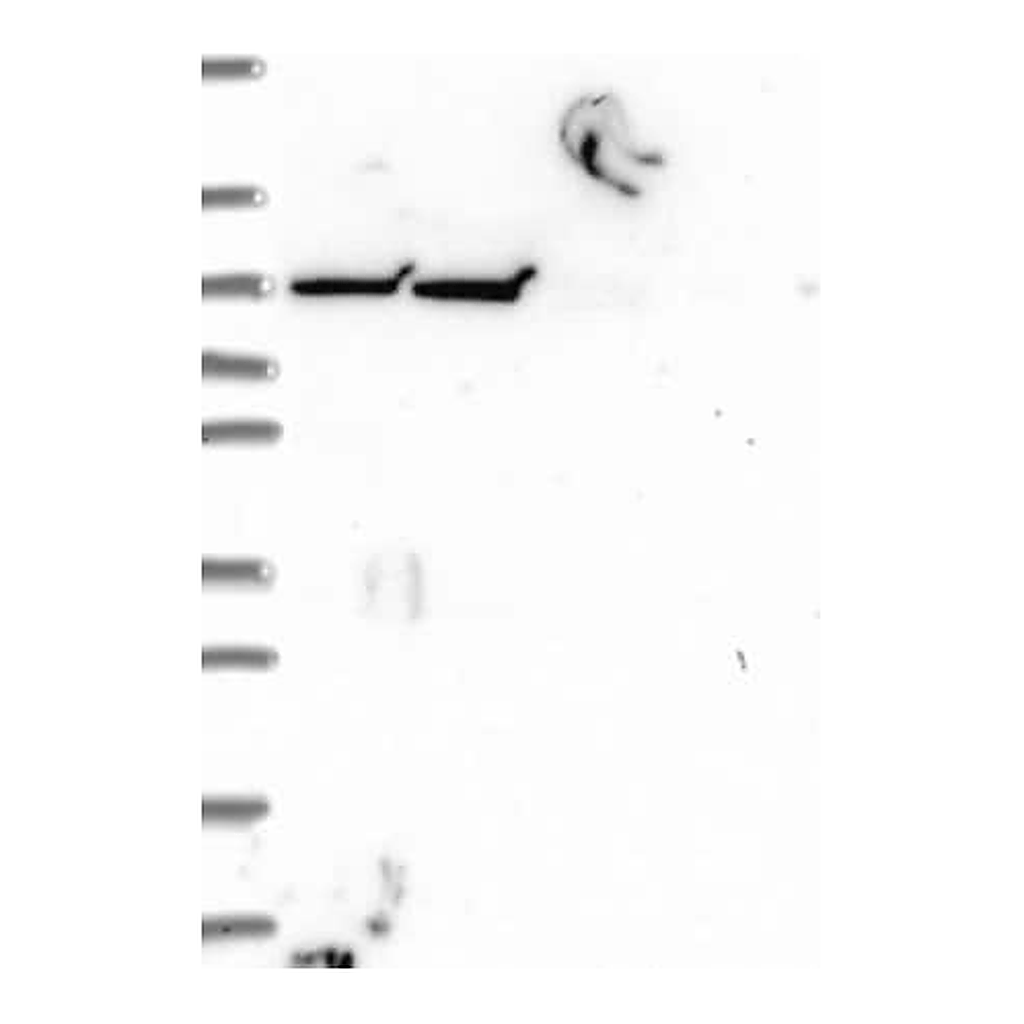 Merck Anti-INTU antibody produced in rabbit