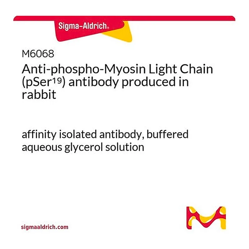 Merck Anti-phospho-Myosin Light Chain (pSer19) antibody produced in rabbit