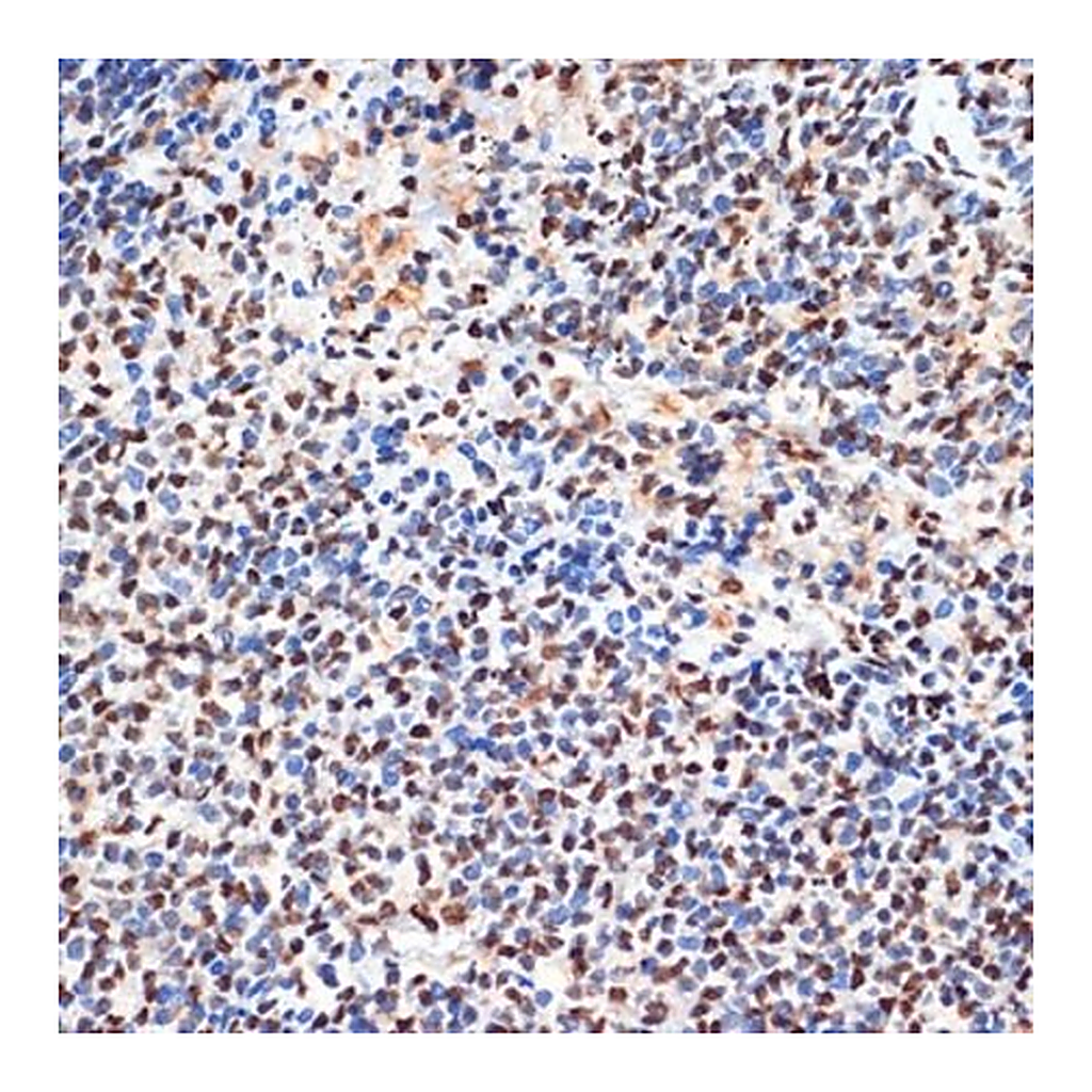 Merck Anti-ANP32B antibody produced in rabbit