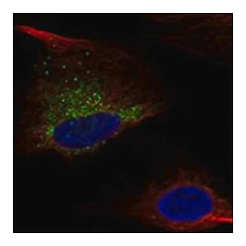 Merck Anti-COL1A1 antibody produced in rabbit
