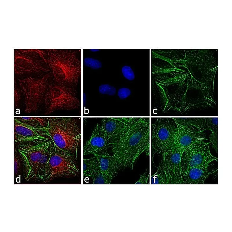 Thermo Fisher Scientific Donkey anti-Rat IgG (H+L) Secondary Antibody, TRITC