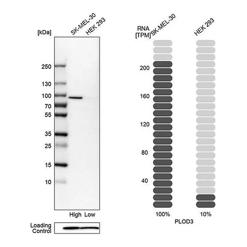 Merck Anti-PLOD3 antibody produced in rabbit