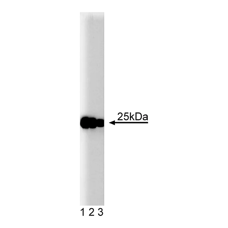 BD Purified Mouse Anti-SNAP-25