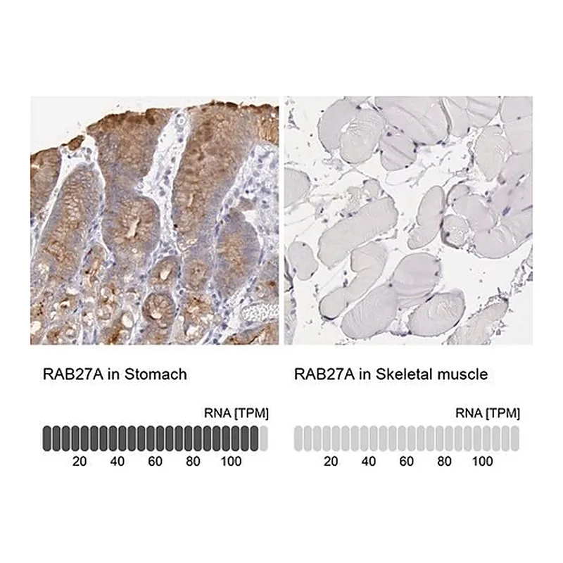Merck Anti-RAB27A antibody produced in rabbit