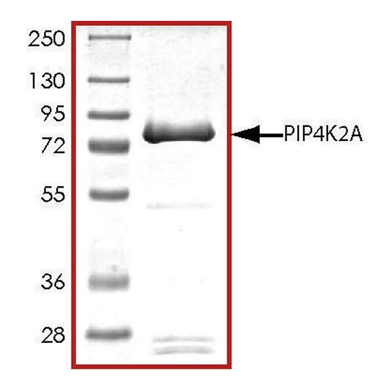 Merck PIP4K2A, active, GST tagged human