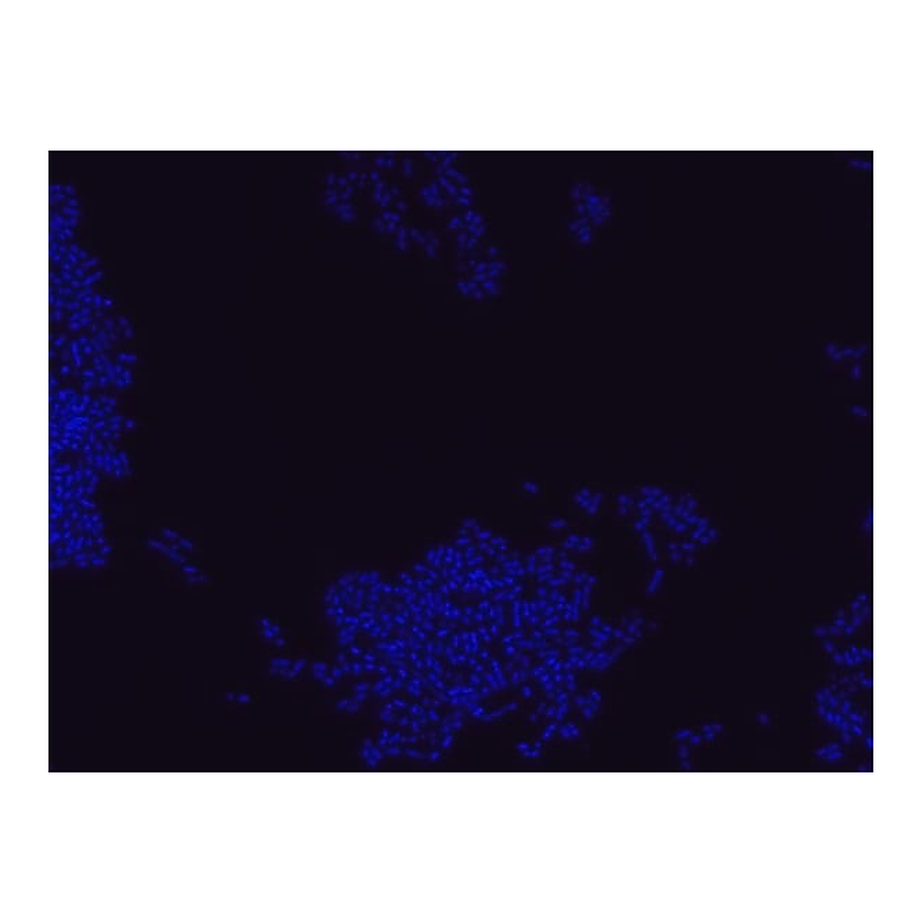 Merck Bacterial negative control FISH probe - Cy3