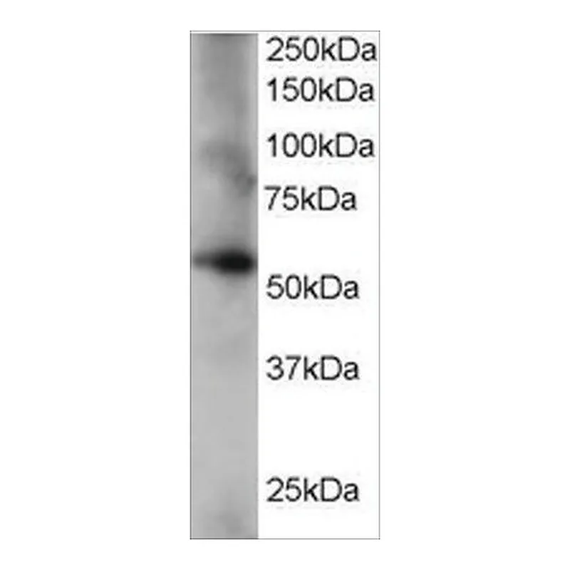 Merck Anti-Coronin 3/Coronin 1C antibody produced in goat