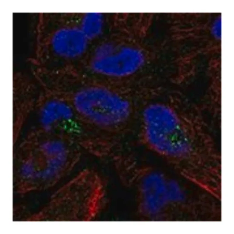 Merck Anti-AMBP antibody produced in rabbit