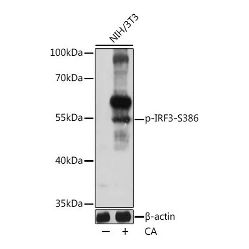 Merck Anti-Phospho-IRF3-S386 antibody produced in rabbit