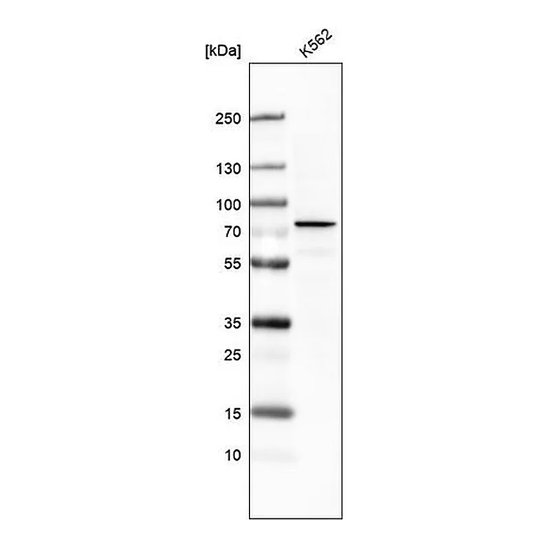 Merck Monoclonal Anti-DDX53 antibody produced in mouse