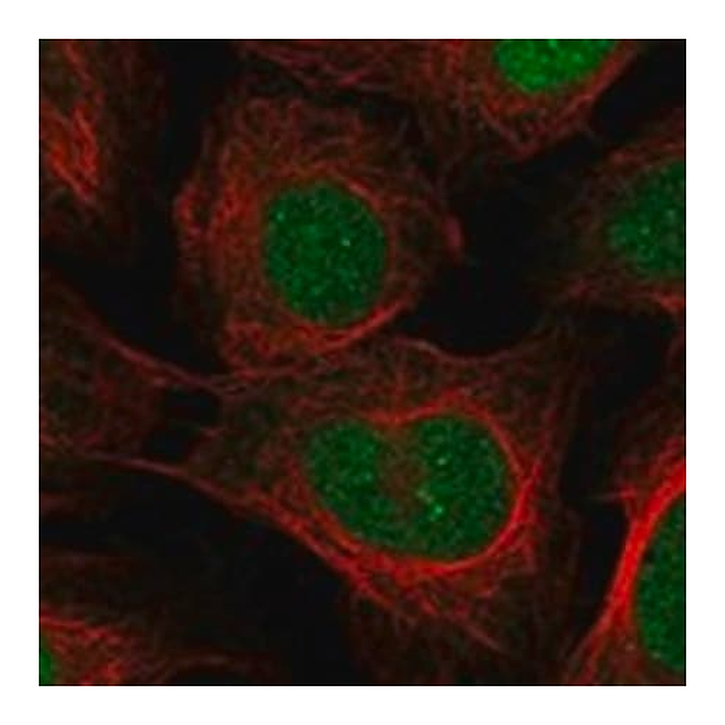Merck Anti-NEUROG1 antibody produced in rabbit