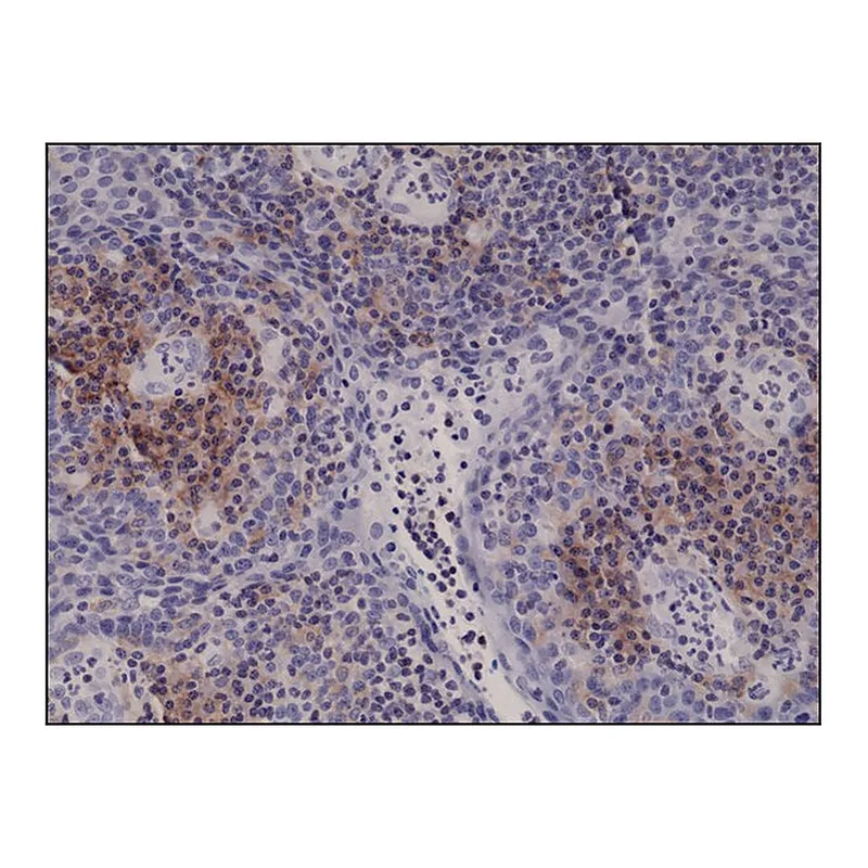 Merck Anti-Integrin alpha 4 antibody, Rabbit monoclonal